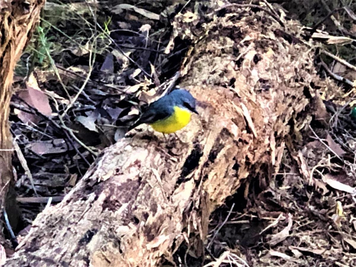 Countryside Retreat Romantic Tranquil Native Wildlife Township Hepburn - Daylesford Hepburn Springs Exteriör bild