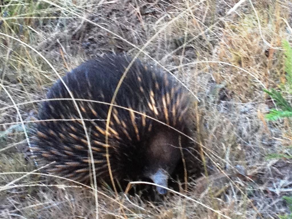 Countryside Retreat Romantic Tranquil Native Wildlife Township Hepburn - Daylesford Hepburn Springs Exteriör bild