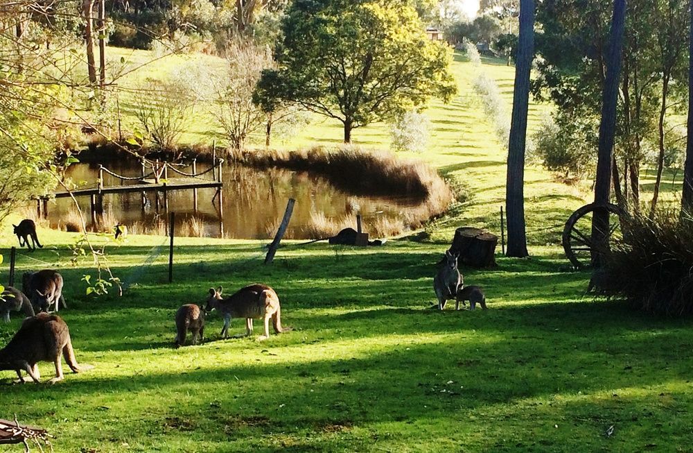 Countryside Retreat Romantic Tranquil Native Wildlife Township Hepburn - Daylesford Hepburn Springs Exteriör bild