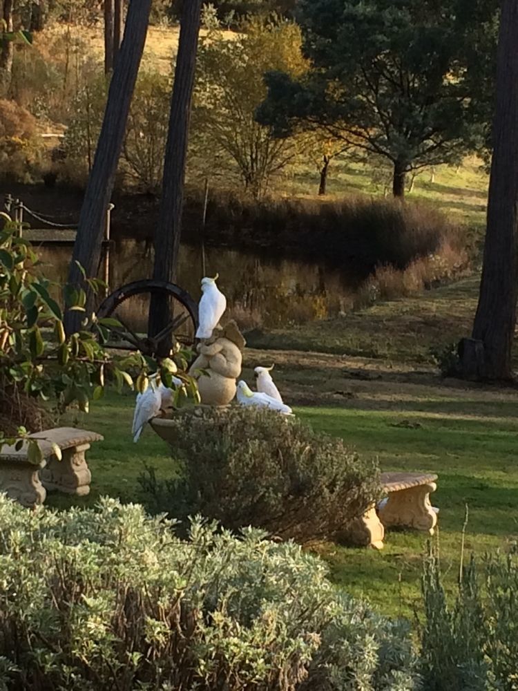 Countryside Retreat Romantic Tranquil Native Wildlife Township Hepburn - Daylesford Hepburn Springs Exteriör bild